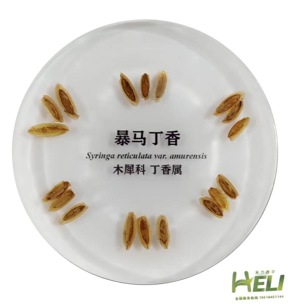 包埋標本   暴馬丁香
